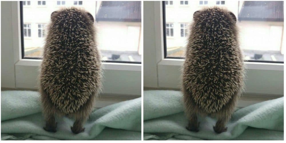 Salud mental en tiempos de pandemia